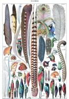 illustration-du-larousse-pour-tous-plumes-1907-1910-puzzle-1000-pieces.46877-1.fs.jpg