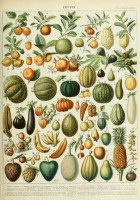 illustration-du-nouveau-larousse-illustre-fruits-xixe-siecle-puzzle-1000-pieces.46870-1.fs.jpg