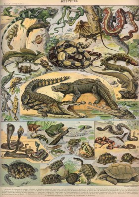 Grafika 1000 - Illustration of the New Larousse : Reptiles , 1897-1904 (Gady)