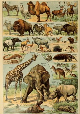 Grafika 1000 - Larousse for All Illustrations : Mammals, XIXth Century (Ssaki)
