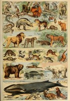illustrations-du-larousse-pour-tous-mammiferes-xixe-siecle-puzzle-1000-pieces.46875-1.fs.jpg