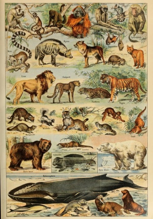 illustrations-du-larousse-pour-tous-mammiferes-xixe-siecle-puzzle-1000-pieces.46875-1.fs.jpg