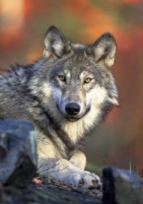 Grafika 1000 - Wolf (Wilk)