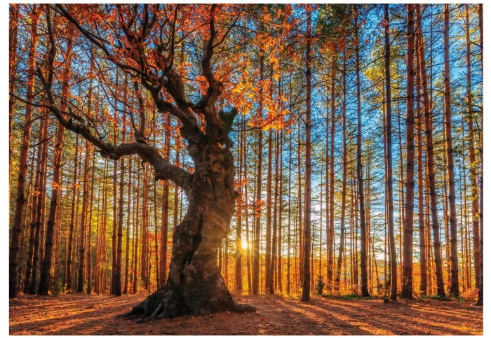 wooden-puzzle-the-king-of-the-forest-jigsaw-puzzle-250-pieces.76533-1.fs.jpg